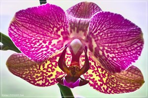 comp_orchi-violett.jpg