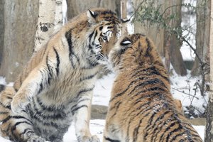 _JUB1984.jpg _JUB1984.jpg