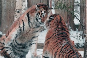 _JUB1984_2.jpg _JUB1984_2.jpg