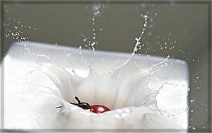 comp__MG_9562 Kopie.jpg