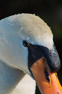-guckst Du-.jpg -guckst Du-.jpg