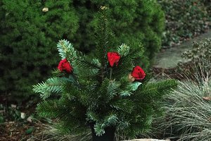 Bilderforum SDIM5042 (c) PPf.jpg