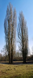 Baum-Pano_Baum_Pano.jpg