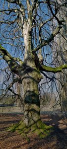 Baum-Pano_Baum2_Pano_2.jpg