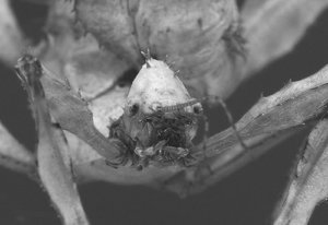 DSC_0111_copy B&W.jpg