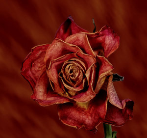 Rose02_IMG_3582_small.jpg