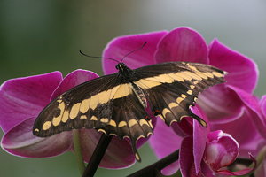 IMG_2148.JPG IMG_2148.JPG