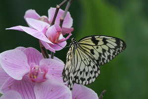 IMG_2151.JPG IMG_2151.JPG