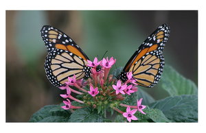 IMG_2167.JPG IMG_2167.JPG