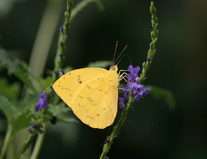 IMG_2196.JPG IMG_2196.JPG