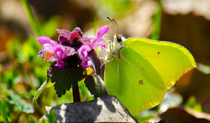 Schmetterling klein.jpg