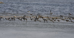 0I4O0218.jpg 0I4O0218.jpg