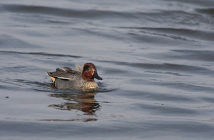 0I4O0260.jpg 0I4O0260.jpg