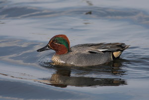 0I4O0264.jpg 0I4O0264.jpg