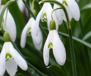 Schneeglöck.jpg