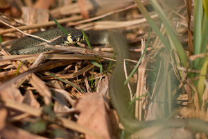 2013_04_14_SD15_Friedrichshof_Seggepuhl_Ringelnattern_0206_1200x800pix.jpg 2013_04_14_SD15_Friedrichshof_Seggepuhl_Ringelnattern_0206_1200x800pix.jpg