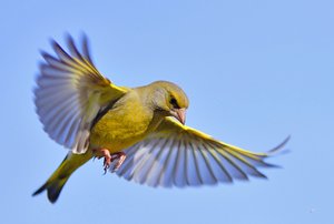 Kommt ein Grünfink geflogen 1.jpg