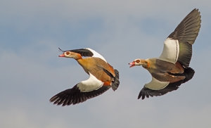 9509-Nilgänse-im-Flug.jpg 9509-Nilgänse-im-Flug.jpg