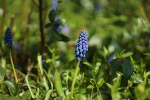 Forum DSC08486 Nex 5N + Helios 2,0 58mm (c) PPf.jpg Forum DSC08486 Nex 5N + Helios 2,0 58mm (c) PPf.jpg