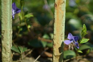 Forum DSC08489 Nex 5N + Helios 2,0 58mm (c) PPf.jpg Forum DSC08489 Nex 5N + Helios 2,0 58mm (c) PPf.jpg