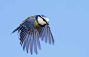 Blaumeise im Flug.jpg