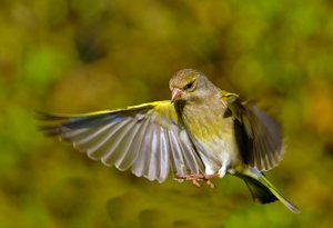 Schöner Grünfink.jpg