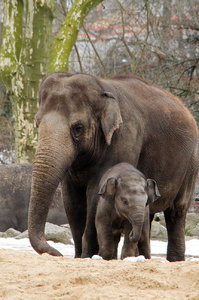 Berliner Zoo Elefant klein.jpg