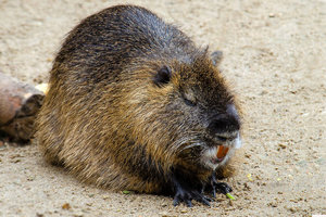 Nutria klein.jpg