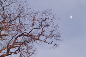 Robinie_mit_Mond_0029_JPGooSD15_1200pix.JPG Robinie_mit_Mond_0029_JPGooSD15_1200pix.JPG