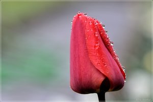 tulpe3.jpg