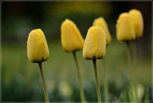 tulpe2.jpg