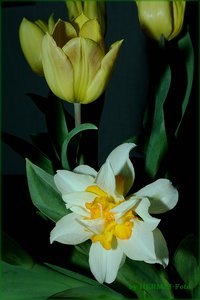 Tulpen 01.jpg