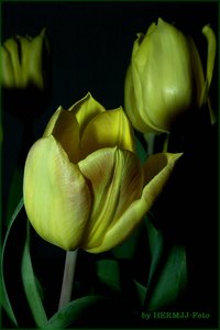 Tulpen 02.jpg