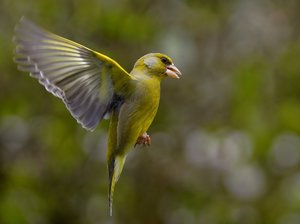 Männlicher Grünfink (2).jpg