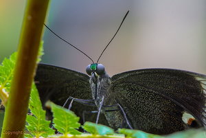 IMG_1377ff.jpg IMG_1377ff.jpg