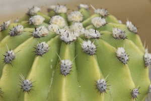 133004_Makro em_0004forum.jpg