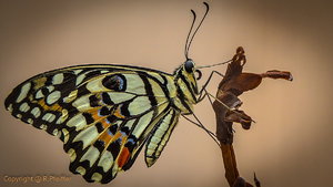 IMG_1152 (Andere).jpg