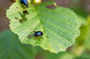 DSC00538_bearbeitet-1.JPG DSC00538_bearbeitet-1.JPG