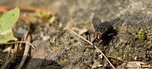 DSC00793_bearbeitet-1.JPG DSC00793_bearbeitet-1.JPG