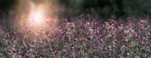 pano-blumen.abend.2012.2k-PS08.jpg