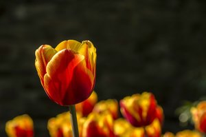 comp__DSC1040.jpg comp__DSC1040.jpg