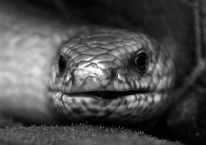 DSC_2723_copy B&W.jpg