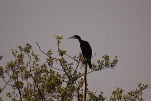 kormoran2.jpg kormoran2.jpg