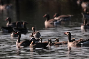 Gänse1.JPG Gänse1.JPG