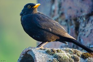 500k_SDIM4686.jpg 500k_SDIM4686.jpg