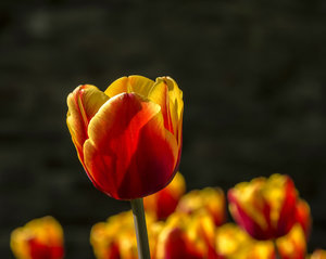 comp__DSC1040.jpg comp__DSC1040.jpg