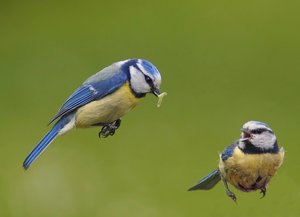 Blaumeise übergibt Wurm.jpg