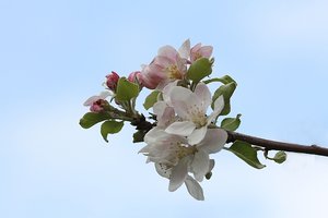 Apfelblüte.jpg