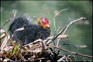 sample 12.jpg sample 12.jpg