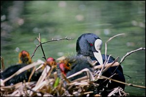 sample 13.jpg sample 13.jpg